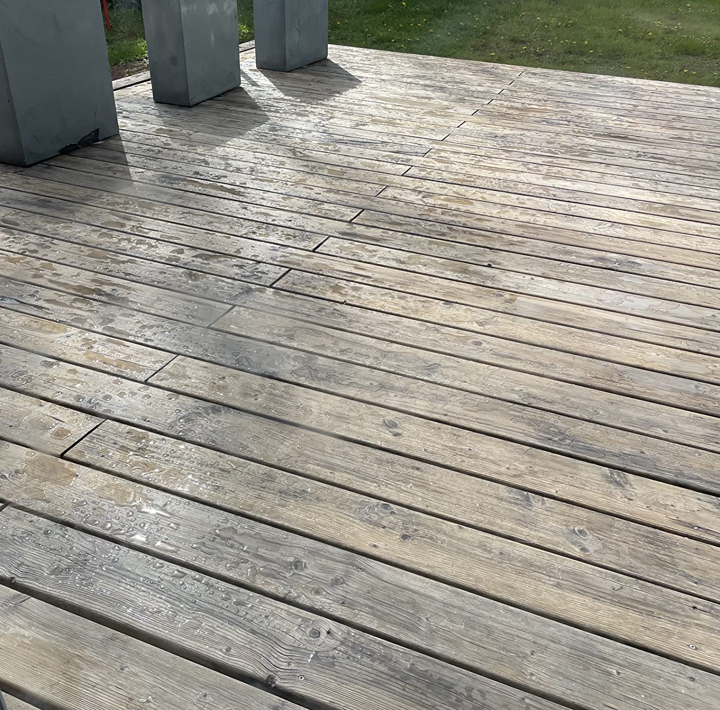 Déçue sur bois très gris